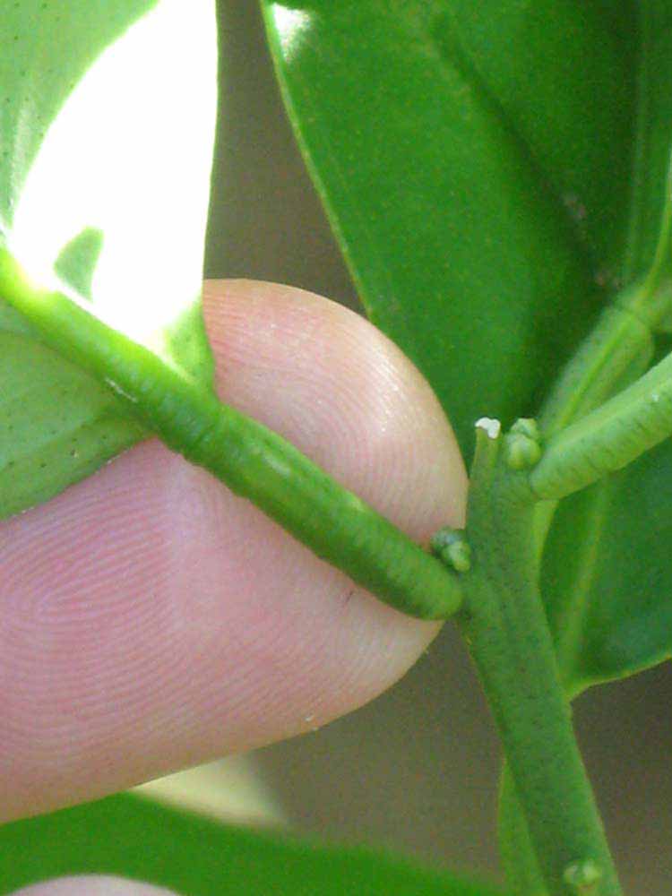              Petiole (Winter Haven, FL)       